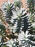 Euphorbe - Euphorbia rigida (en Corse) (02) (Photo F. Mrugala)